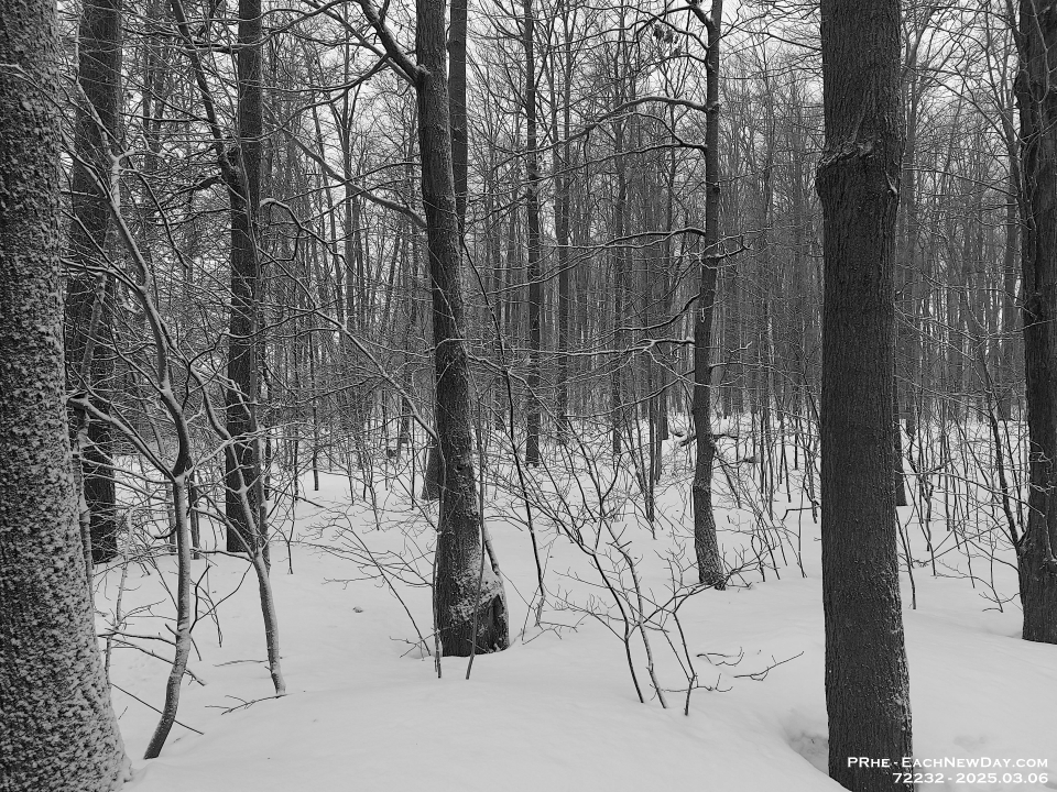 72232LeUsm - The forest in winter